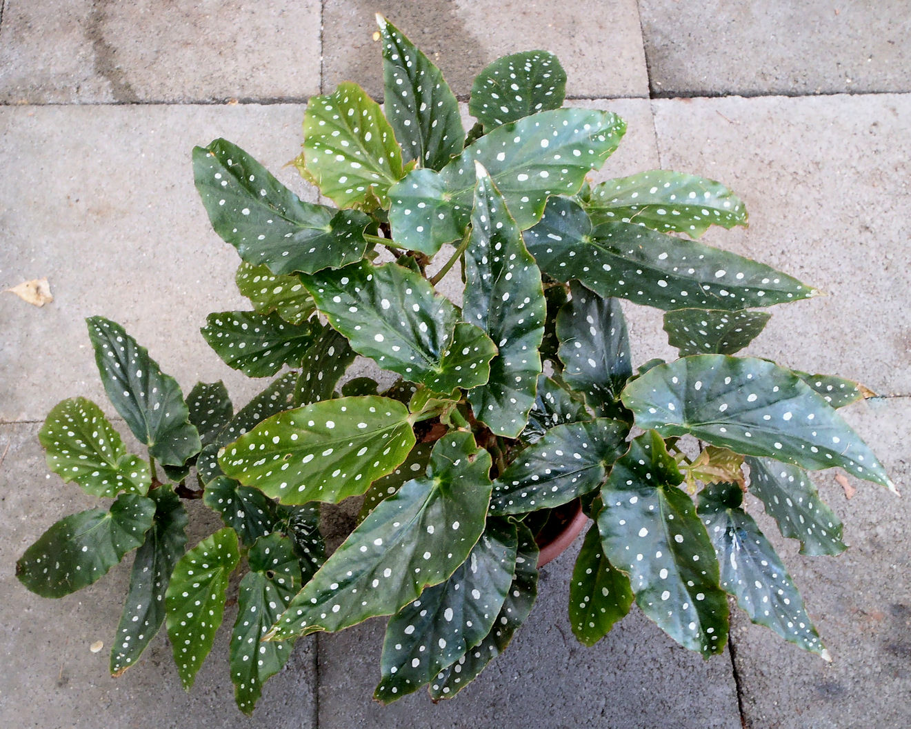 B. ‘Catherine’